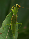Garden Praying Mantis  (Orthodera Ministralis)  Victoria  Australia