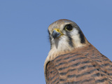 Female American Kestrel (Falco Sparverius)  San Juan Mountains  New Mexico