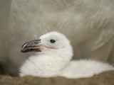Black-Browed Albatross Chick in the Nest (Diomedea Melanophris)  Falkland Islands
