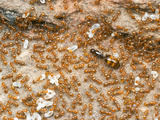 Queen and Worker Ants (Monomorium Sydneyense) in the Brood Nest  Yandoit  Victoria  Australia