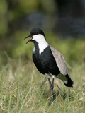 Spur-Winged Plover (Vanellus Spinosus)  Kenya