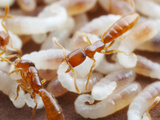 The Brood Nest of Dracula Ants (Adetomyrma) Showing Larvae of Varying Ages  Captive Colony