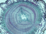 Cross-Section of an Older Giant Sequoia Stem (Sequoiadendron Giganteum)  LM X7