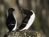 Razorbills (Alca Torda)  Iceland