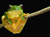 Gliding Leaf Frog (Agalychnis Spurrelli)  Costa Rica
