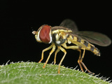 Hoverfly (Helophilus)  Family Syrphidae  New Hampshire  USA