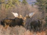 Bull and Cow Moose in Rut in the Autumn Boreal Forest  (Alces Alces)  Alaska  USA
