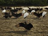 Black Vultures and Wood Storks (Waiting for Olive Ridley Sea Turtle Hatchlings to Emerge