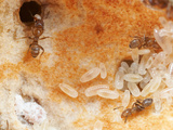 The Hollow Stem of a Cecropia Tree Houses a Colony of Fierce Cecropia Ants (Azteca Alfari)