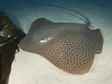 Leopard Whipray (Himantura Undulata)  a Large Indo-Pacific Stingray