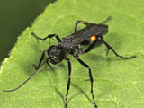 Parasitic Wood Wasp (Orussus)  New Hampshire  USA