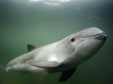 Harbor Porpoise (Phocoena Phocoena)  Baltic Sea