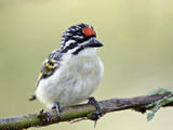 Red-Fronted Tinkerbird (Pogoniulus Pusillus)  Kenya