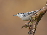 White-Breasted Nuthatch