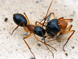 Sugar Ants (Camponotus Nigriceps) Transporting Nestmate