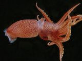Bioluminescent Cock-Eye Squid (Histioteuthis Heteropsis)