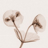 X-Ray of Euphorbia Flowers