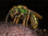 Sweet Bee (Augochlora Pura)  New Hampshire