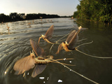 Male Long-Tailed Mayflies Hatch the First Females Appear on the Water Surface