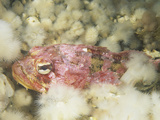 Red Irish Lord Nestled Among Sea Anemones  Hemilepidotus Hemilepidotus