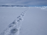 Polar Bear (Ursus Maritimus) Tracks in the Snow