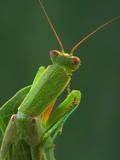 Garden Praying Mantis  (Orthodera Ministralis)  Victoria  Australia
