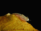Summer Tadpole Shrimp (Triops Longicaudatus)