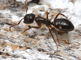 Carpenter Ant (Camponotus Sexguttatus)  Correa  Santa Fe  Argentina