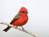 Vermilion Flycatcher Male (Pyrocephalus Rubinus)  Laredo  Texas  USA