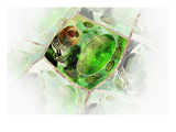 Illustration of a Generalized Plant Cell