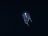 Jellyfish (Sarsia Princeps) Medusa  Pacific Ocean