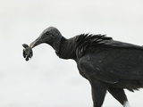 Black Vulture Feeding on an Olive Ridley Sea Turtle Hatchling