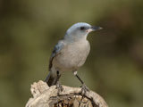 Mexican Jay (Aphelocoma Ultramarina)  Arizona  USA