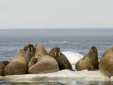 Female Walruses with Pups (Odobenus Rosmarus) on Pack Ice
