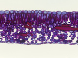 Cross-Section of a Fuchsia Leaf  LM X35
