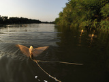 A Mature Male Long-Tailed Mayfly (Palingenia Longicauda) Flying over the Tisza River