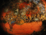 Rock Covered with Sponges and Yellow Cluster Anemone (Parazoanthus Axinellae) Mediterranean Sea