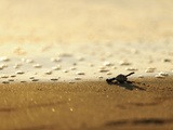 An Olive Ridley Sea Turtle Hatchling (Lepidochelys Olivacea) on its Way to the Sea