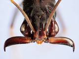 Close Up of an Ant Head Showing the Compound Eyes  Antenna  and Mouthparts (Odontomachus)