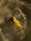 Masked Weaver (Ploceus Velatus) Male Weaving its Nest  Kruger National Park  South Africa