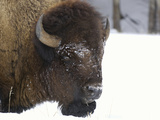 Bison Head (Bison Bison) in Snow  Yellowstone National Park  USA