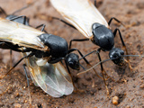Carpenter Ant (Camponotus Sansabeanus)
