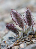 Arctic Willow (Salix Arctica)
