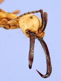 Head of the Army Ant (Eciton Burchellii) Showing its Eyes  Antennae  and Large Mandibles