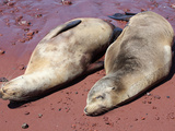 Galapagos Sea Lions (Zalophus Wollebacki) Resting on Red Sand Beach  Rabida  Galapagos Islands