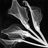 X-Ray of Lily Flowers