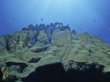 Star Coral (Montastrea)  Bonaire  Caribbean