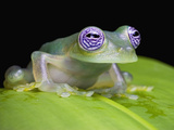 Ghost Glass Frog (Centrolenella Ilex)  Costa Rica