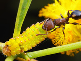 Ant (Podomyrma Adelaidae) with a Lycaenid Caterpillar