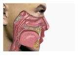 Illustration of Human Male Head Showing Mouth  Nose  and Throat Illustrating Allergy Symptoms